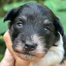Gracie Mini ESA therapy - Parti female Schnoodle puppy in Temple, Texas from Schnauzers Of Taylor