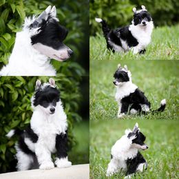 Black and White Powderpuff boy - Black and white male Chinese Crested puppy in Hollywood, Florida from Candela Chinese Cresteds