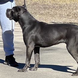 Cane Corso from Darkside Kennel