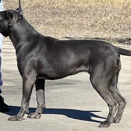 Cane Corso from Darkside Kennel