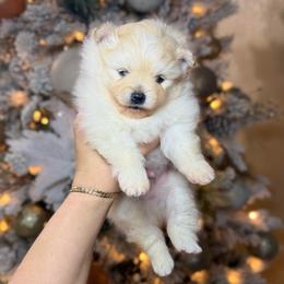 Rio - Cream male Pomeranian puppy in Phoenix, Arizona from Luxpomz