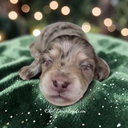 Merlin - Chocolate and cream male Dachshund puppy in Oklahoma City, Oklahoma from OkieDoxieland Dachshunds