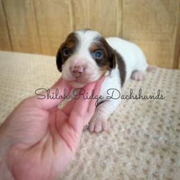 Dachshund Puppies from Shiloh Ridge Dachshunds
