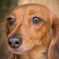 Dachshunds from McCoy’s Precious Doxies