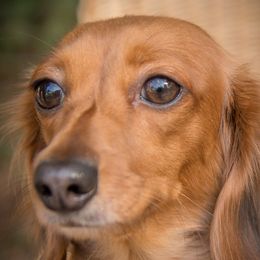 Dachshunds from McCoy’s Precious Doxies