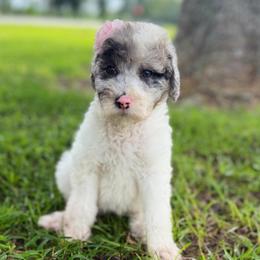 Daisy - Gray and white female Sheepadoodle puppy in Willacoochee, Georgia from Kitandkboodle's Doodles