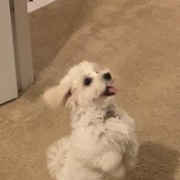 Maltipoo and Poodle All Grown Up from Little Toy Poodles