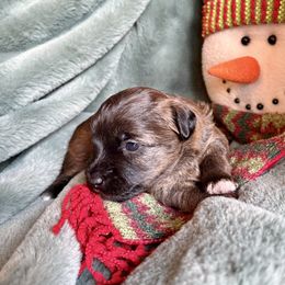 Jasper - Sable male Yorkipoo puppy in Walla Walla, Washington from Linda Sherman
