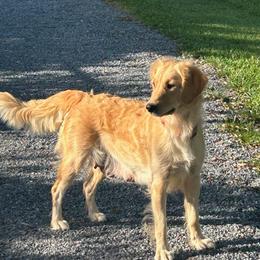Hope - Goldendoodle
