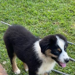 Girl 4 - Black tri-color Australian Shepherd puppy in Dothan, Alabama from Aussie Paws Trailblazers