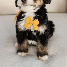 'McIntosh' Orange Collar Male - Tri-color male Bernedoodle puppy in Kamas, Utah from A + E Farms