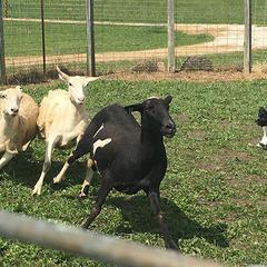 Schapendoes Puppies from Dream Star Schapendoes