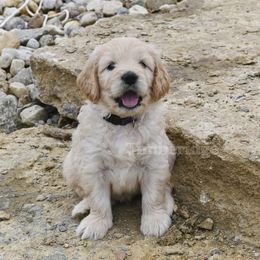 Goldendoodle Puppies from Timberidge Goldendoodles