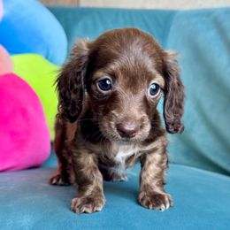 Bella (AKC - 2800) - Chocolate female Dachshund puppy in Krum, Texas from Tired Chef Dachshunds