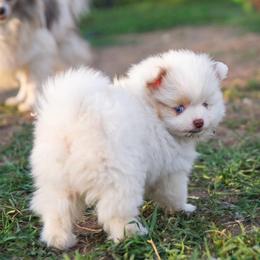 Muffin - Chocolate parti female Pomeranian puppy in Saint Ignatius, Montana from Pomeranians Montana
