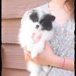 Hibachi - Black and tan parti male Pomeranian puppy in Cleveland, Georgia from Sourpatch Pomeranians