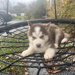 Pomsky and Siberian Husky Puppies from Osiris’s Siberians & Pomskies