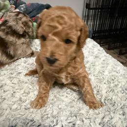 Female 1 - Buff female Cockapoo puppy in Dahlonega, Georgia from Loveable Cockapoos