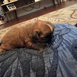Shih Tzu Puppies from Furever Family