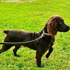 Harley - Boykin Spaniel