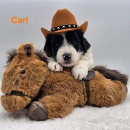 Carl - Black and white male Bernedoodle puppy in Summerville, South Carolina from Channys Doodles