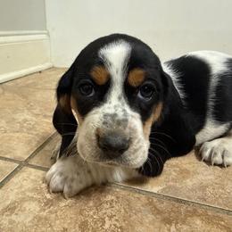 Girl 3 - Black brown and white female Basset Hound puppy in Brandon, Mississippi from Milton’s Bassets