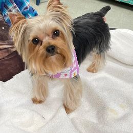 Rex - Blue and gold male Yorkshire Terrier puppy in Frederick, Maryland from Maria Rodriguez