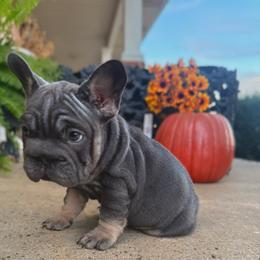 Tilly - Tricolors female French Bulldog puppy in Ben Lomond, Arkansas from Miesha Carver's Bulldogs