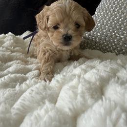 Purple  ( Rhea litter) - Apricot female Maltipoo puppy in Fredericktown, Missouri from Doodle Pups Fur-Ever