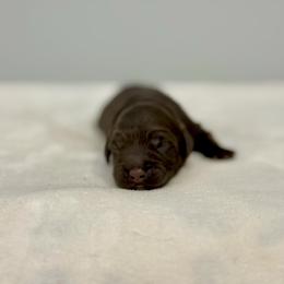 Major - Chocolate male Australian Labradoodle puppy in Calhoun, Louisiana from Arrowhead Australian Labradoodles