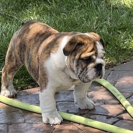 Bulldog Puppies from Waltman's Bulldog's