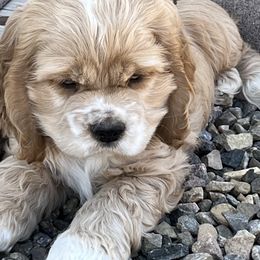 Cocker Spaniel Puppies from Sweet Cockers