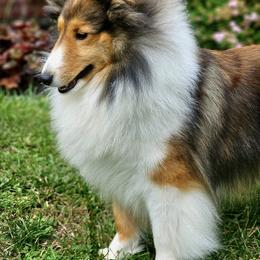 Beau - Shetland Sheepdog