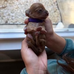 Girl 3 - Red female Dachshund puppy in Oakwood, Georgia from Sausage Strolls