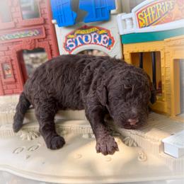Slinky - Chocolate male Goldendoodle puppy in Montgomery, Texas from Texas Bello Doodles