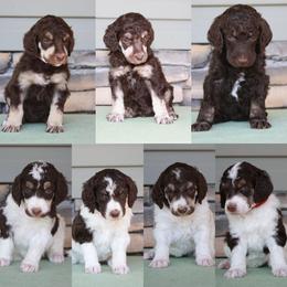 Poodle Puppies from Country Side Kennels