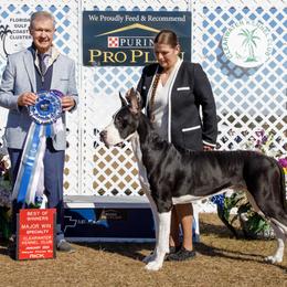 Great Dane All Grown Up from ROSE GREAT DANES