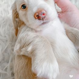 Dachshund Puppies from Peaches and Cream Dachshunds