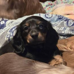 Black and tan brindle - Black and tan female Dachshund puppy in Ethel, Washington from Mickey's Miracle Doxies