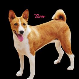 Rose - Basenji