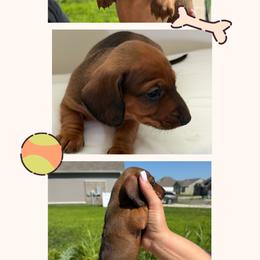 Rocky - Red male Dachshund puppy in Clarksville, Tennessee from Little Long Weens
