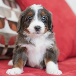 Kit Kat - Merle female Bernedoodle puppy in Dundee, Ohio from Down Home Doodle