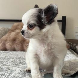 Beau - Blue and white male Chihuahua puppy in Menifee, California from Lane’s Little Long Coats