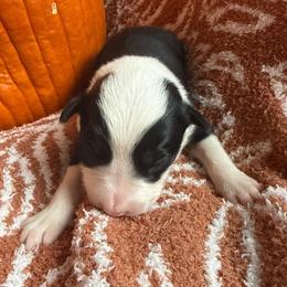 Zorro - Black and white male Border Collie puppy in Mckinney, Texas from Border Collies of Ruidoso