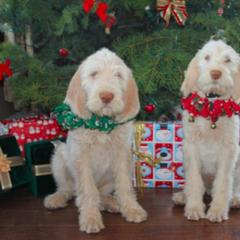Spinone Italiano Puppies from Collina d'Oro Spinoni