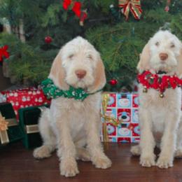 Spinone Italiano Puppies from Collina d'Oro Spinoni