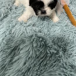 Maltese and Shih Tzu Puppies from BayView Pups