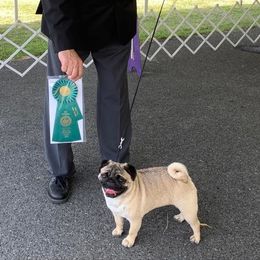 Pug All Grown Up from Ivyside Pugs