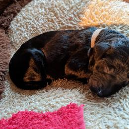 Emma - Bernedoodle puppy in Germantown, Wisconsin from Love for Doodles, LLC / 262.720.0190