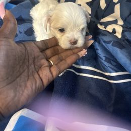 Boy 3 - White male Morkie puppy in Missouri from Josephine's Morkies